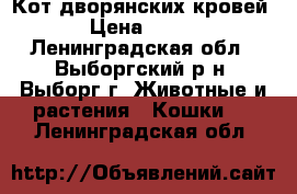 Кот дворянских кровей › Цена ­ 500 - Ленинградская обл., Выборгский р-н, Выборг г. Животные и растения » Кошки   . Ленинградская обл.